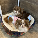 保護犬カフェ 鶴橋店 - 