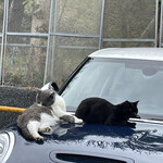 スケープス ザ スィート - 