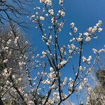 駿河屋 - 成田山公園の梅