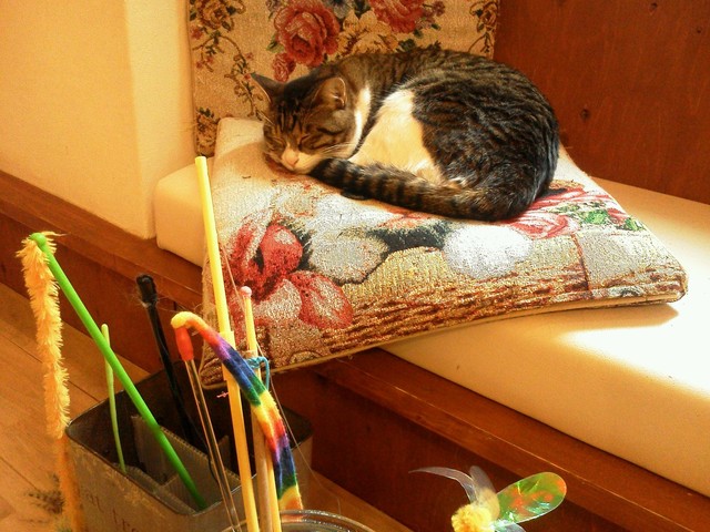 西中島の猫カフェにて貸し切り状態でまったり By ツカc 移転 猫カフェ 猫の箱 西中島南方 喫茶店 食べログ 西中島の猫カフェにて貸し切り状態でまったり By ツカc 移転 猫カフェ 猫の箱 西中島南方 喫茶店 食べログ