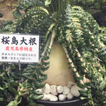 Ichikawa Oidon - 『桜島大根』200年以上の栽培の歴史を持つ桜島地域の特産品、ギネスブックに認定された世界一大きな大根です。大根の花も咲きます。鑑賞できるよう庭先に実物がございます。