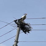 西村屋ホテル 招月庭 - 野生のコウノトリ発見