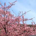 ラーメン二郎 - 近くで咲く桜