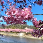 ロカンタ - 河津桜