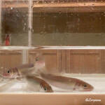 御料理 寺沢 - 稚鮎