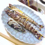 寿しの吉乃 - 三河産の車ｴﾋﾞが→