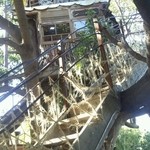 なんじゃもんじゃカフェ - 木の上にあります