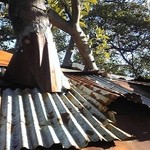 なんじゃもんじゃカフェ - 屋根から木が突き出しています