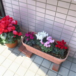 一寛 - 店頭のシクラメン