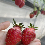 姫路ハートフル観光農園 - 