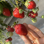 姫路ハートフル観光農園 - 