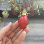 姫路ハートフル観光農園 - 