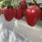 姫路ハートフル観光農園 - 