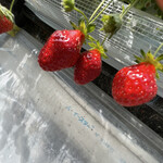 姫路ハートフル観光農園 - 