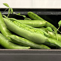 レザンファン ギャテ - 