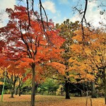 レストラン・モリエール - 腹ごなしのお散歩にピッタリの円山公園、赤や黄色に染まった木々が美しい最高の季節