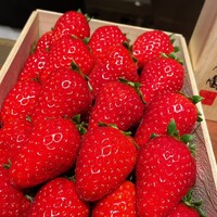 スガラボヴィー - 