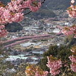 旬の味 ごろさや - 