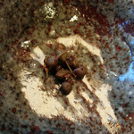 徳山鮓 - 翌朝食の1品