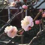 Ichikawa Oidon - 南高梅の梅の花（3月上旬）