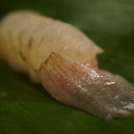 千春鮨 - ヒラメのえんがわ付き