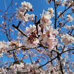 ROZA - 早咲きの玉縄桜です