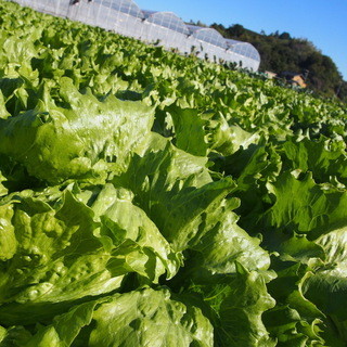 野菜がおいしいごはん_2
