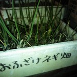 おふざけ - おふざけネギ畑(≧▽≦)