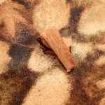 三谷 - 13.1焼き穴子