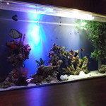 バーハクシ - 水槽　海水です