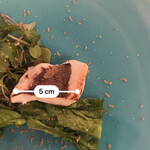 カーサ カルマ - かち