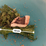 カーサ カルマ - かち