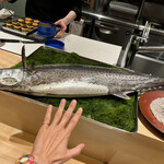 銀座 大石 - 鰆どーん！すげーでかい魚体だそうですどーん！