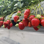 姫路ハートフル観光農園 - おいCベリー