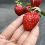 姫路ハートフル観光農園 - おいCベリー