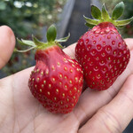 姫路ハートフル観光農園 - おいCベリー