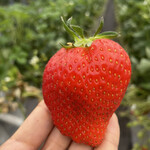 姫路ハートフル観光農園 - かんな姫