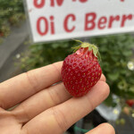 姫路ハートフル観光農園 - おいCベリー