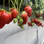 姫路ハートフル観光農園 - かおり野