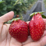 姫路ハートフル観光農園 - おいCベリー