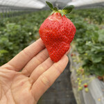 姫路ハートフル観光農園 - かんな姫