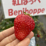 姫路ハートフル観光農園 - 紅ほっぺ