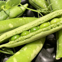 レザンファン ギャテ - 