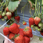 原田いちごファーム - 