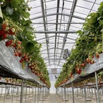 原田いちごファーム - 