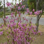 時の宿 すみれ - 庭