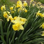 時の宿 すみれ - 庭