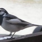 時の宿 すみれ - 部屋の窓辺に来た鳥さん