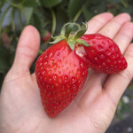 姫路ハートフル観光農園 - 