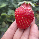 姫路ハートフル観光農園 - 